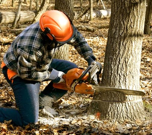 Tree Removal in Muse, PA